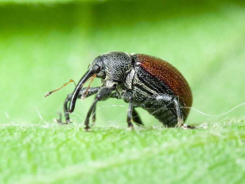 Anthonomus (Anthomorphus) phyllocola (Herbst, 1795)